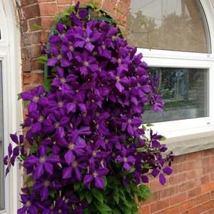 Meet your Posher, Carol